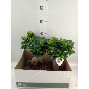 Ficus microcarpa 'Ginseng'