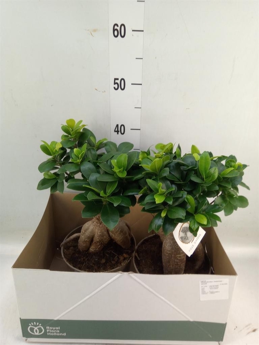 <h4>Ficus microcarpa 'Ginseng'</h4>