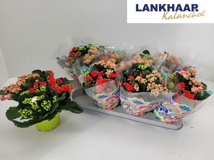 <h4>KAL GE GEM I POT</h4>