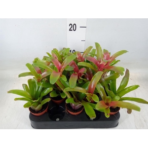 Nidularium  'Fire Ball'
