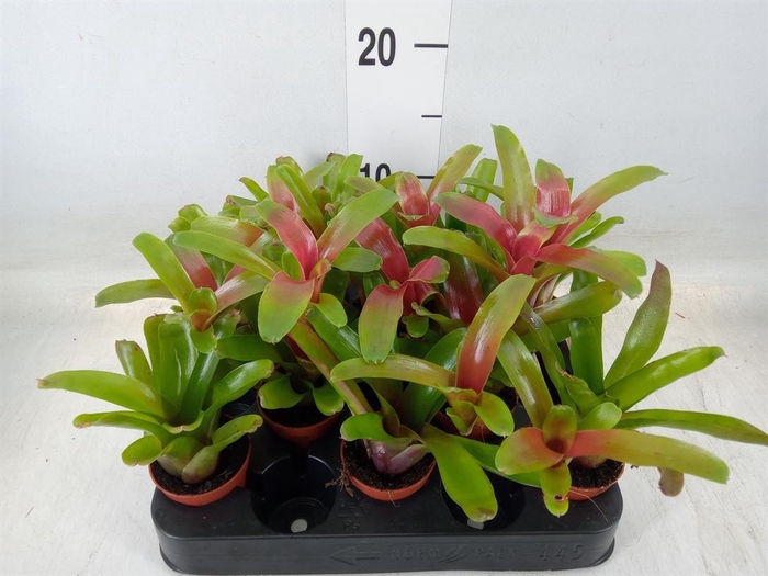 <h4>Nidularium  'Fire Ball'</h4>