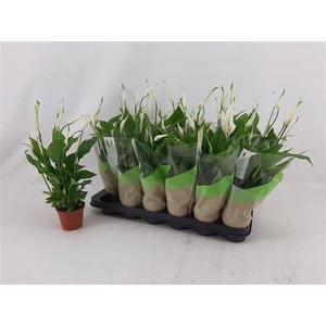 Spathiphyllum 'Chopin'