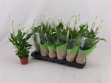 <h4>Spathiphyllum 'Chopin'</h4>