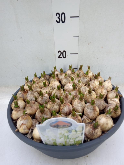 <h4>Muscari ...</h4>