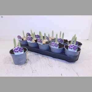 ALLI PURPL SENSATION