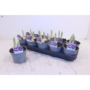 ALLI PURPL SENSATION