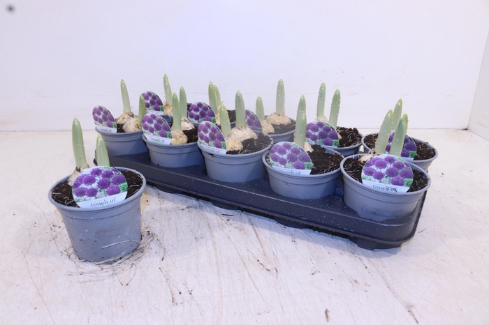 <h4>ALLI PURPL SENSATION</h4>