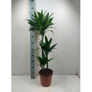 Dracaena Janet Craig 21Ø 105cm 3pp