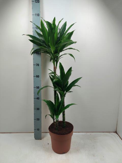 Dracaena Janet Craig 21Ø 105cm 3pp