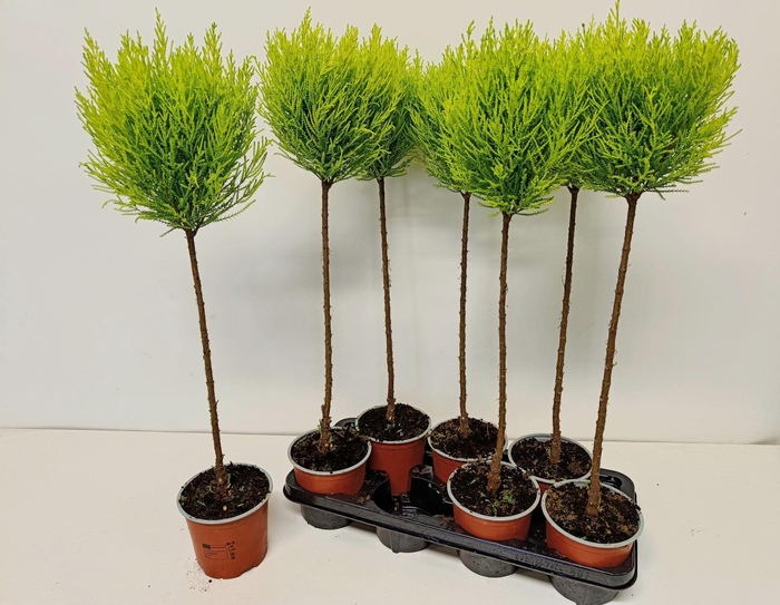 <h4>cupressus goldcrest Wilma "p14 bol op stam"</h4>