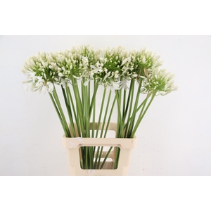 AGAPANTHUS WHITE