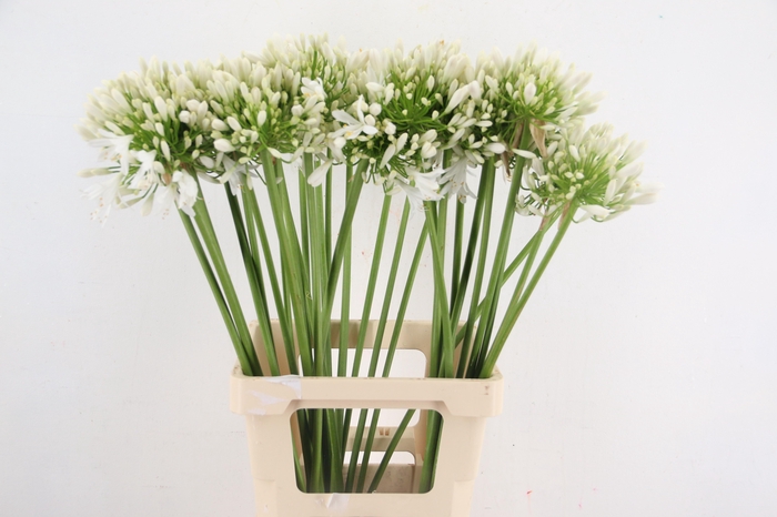 <h4>AGAPANTHUS WHITE</h4>
