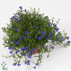 Sunny Motion® Lobelia 'Dark Blue'