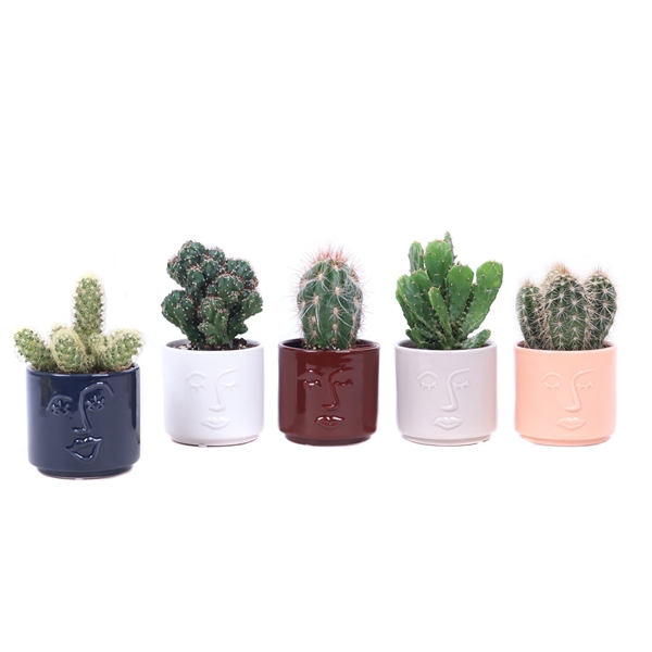 <h4>Cactus mix 8,5 cm in Face it sierpot</h4>