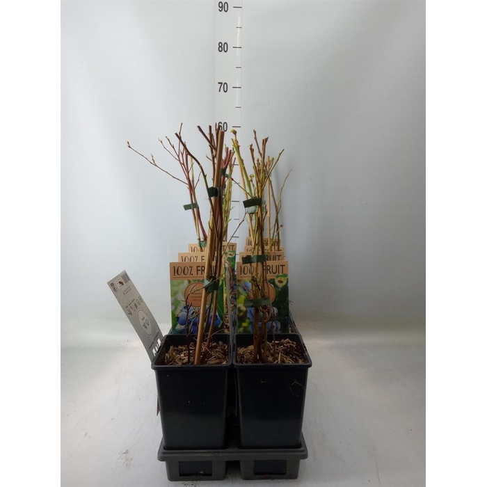 <h4>Vaccinium corymbos.</h4>