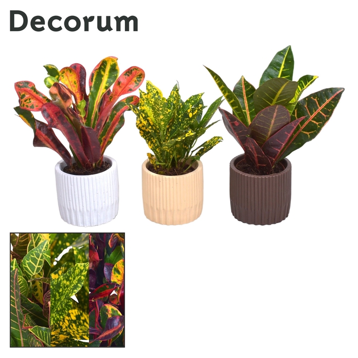 Collectie Nature Love - Croton mix in pot Lou