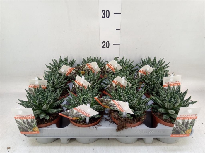 <h4>Haworthia   ...</h4>