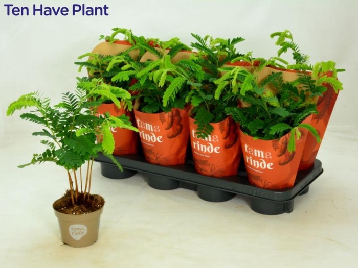 <h4>TAMARINDUS INDICA</h4>