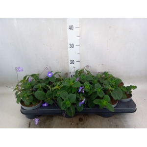 Streptocarpus saxorum