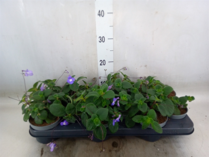 <h4>Streptocarpus saxorum</h4>