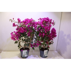 arr8 Bougainv Sanderiana