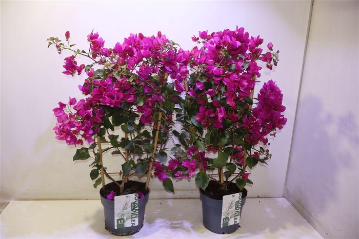 <h4>arr8 Bougainv Sanderiana</h4>
