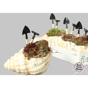 ARR SEMPERVIVUM