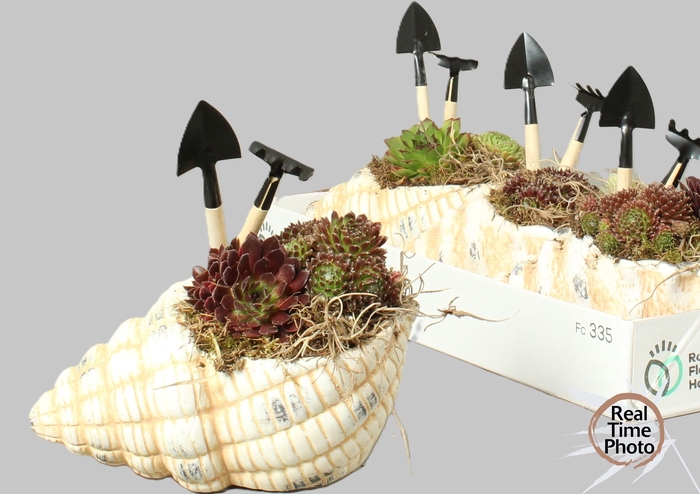 <h4>ARR SEMPERVIVUM</h4>