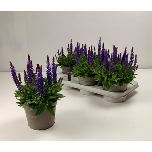 SALVIA NE SE DP BLUE