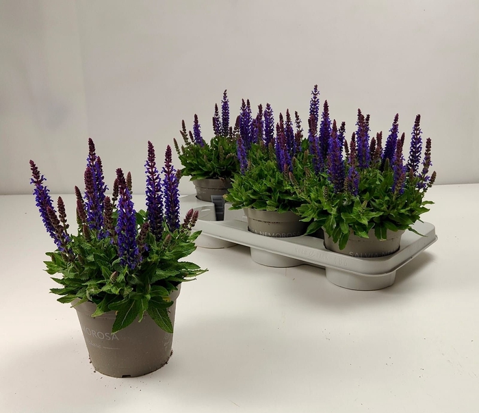 <h4>SALVIA NE SE DP BLUE</h4>