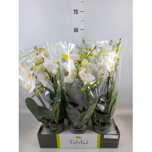 Phalaenopsis   ...white