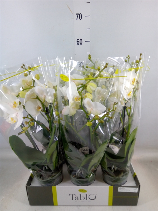 <h4>Phalaenopsis   ...white</h4>
