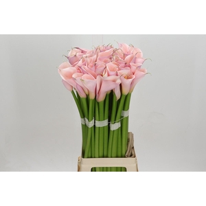 Zantedeschia Eydolls Pink