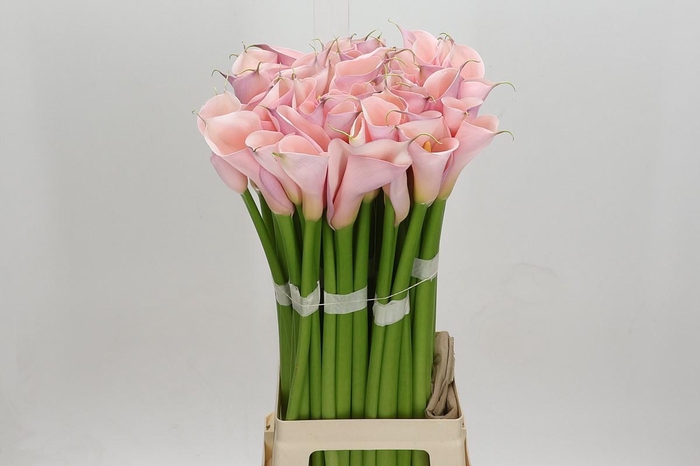 Zantedeschia Eydolls Pink