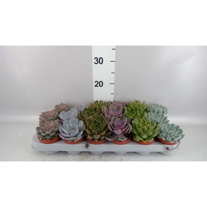 Echeveria   ...mix