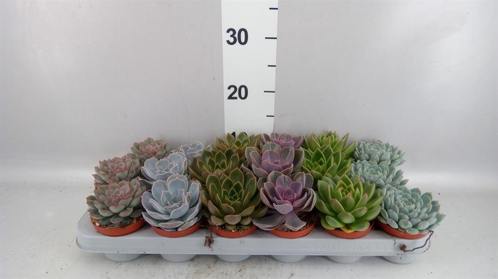 <h4>Echeveria   ...mix</h4>