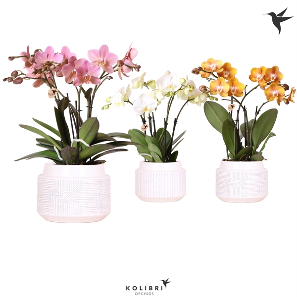 <h4>Kolibri Orchids Phalaenopsis Jewel mix in Maze pot</h4>