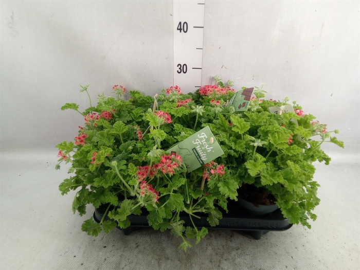 <h4>Pelargonium   ...mix smelling</h4>