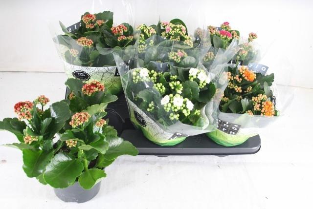 <h4>KAL GE GEM 5 KL</h4>