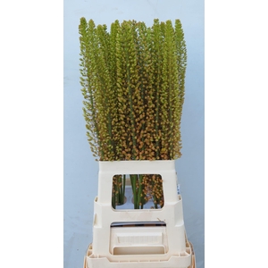 Eremurus Emmy Ro