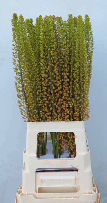 <h4>Eremurus Emmy Ro</h4>