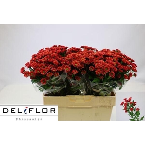 CHR SAN LUBOV CHERRY