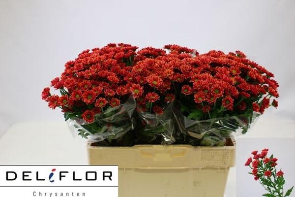 <h4>CHR SAN LUBOV CHERRY</h4>