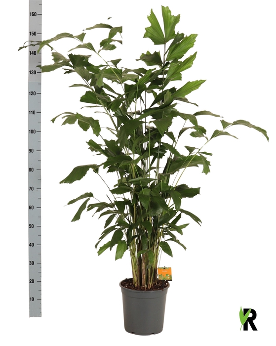 <h4>CARYOTA MITIS</h4>