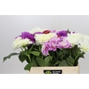 Dahlia Gemengd in fust
