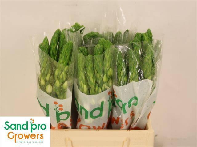 <h4>Ornit Thy Milky Way</h4>