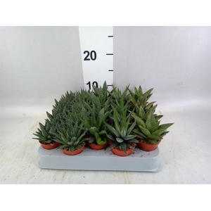 Aloe   ...mix