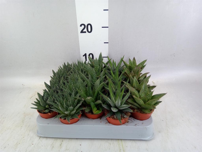 <h4>Aloe ...mix</h4>