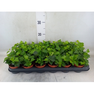 Hedera helix 'Wonder'