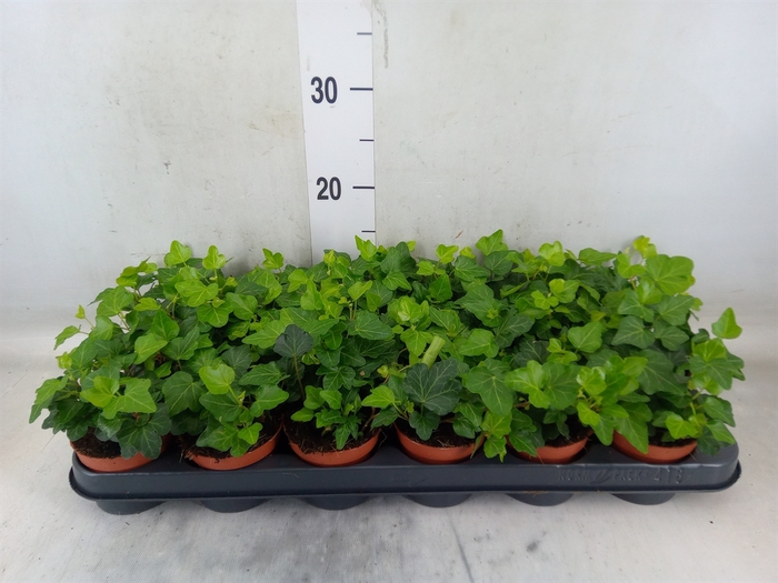<h4>Hedera helix 'Wonder'</h4>